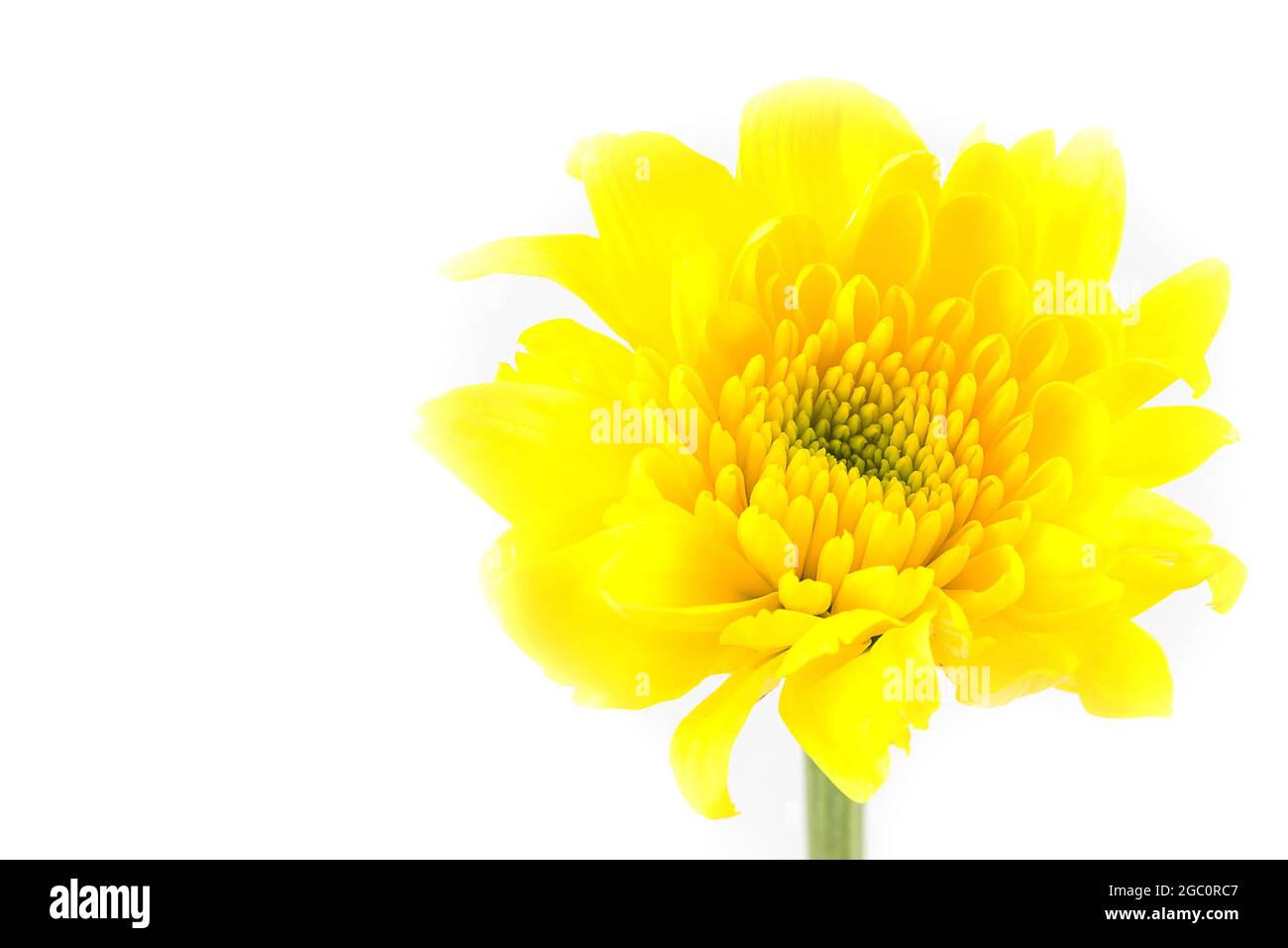 chrysanthemum yellow flower isolated on white background Stock Photo
