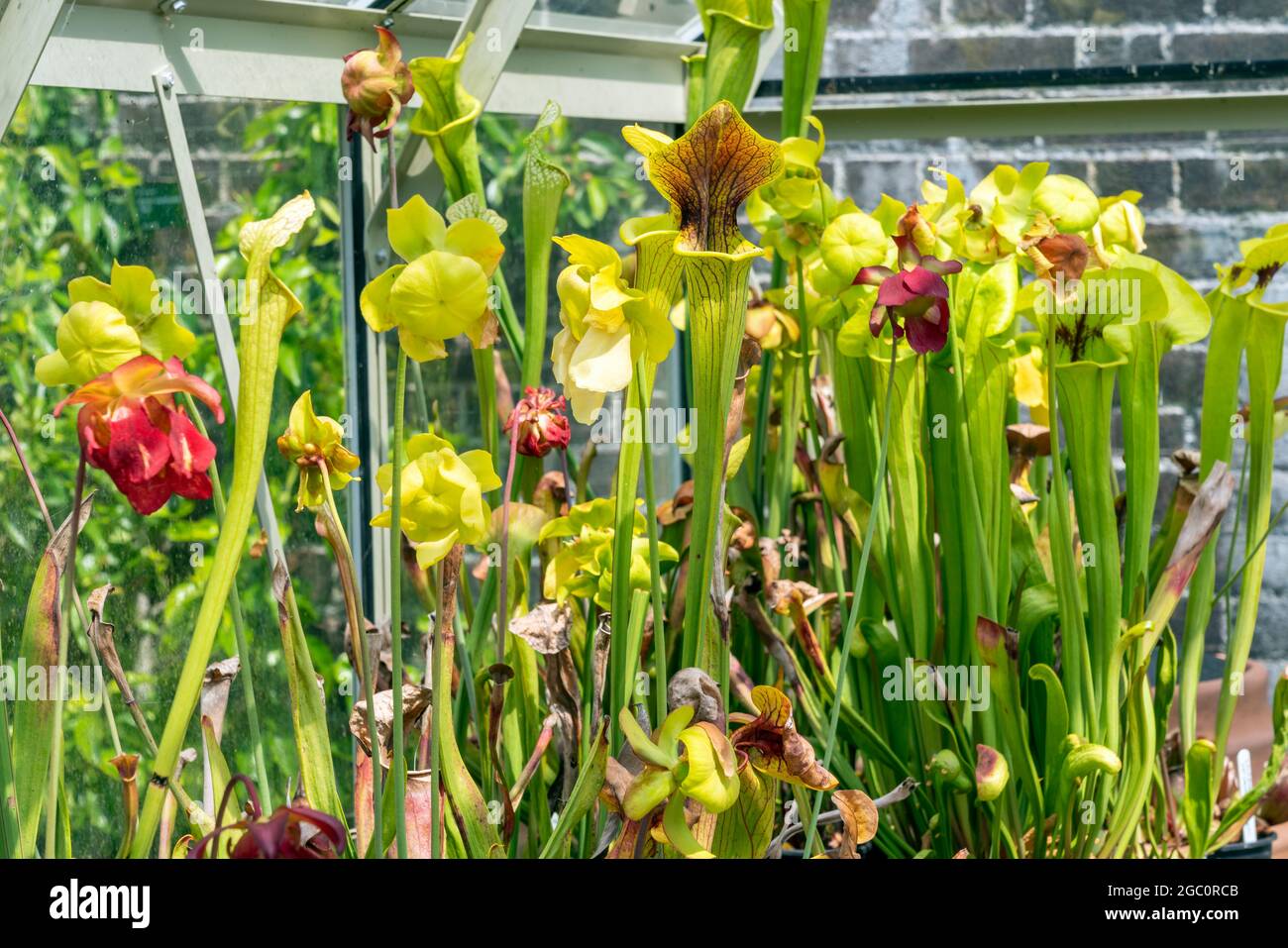 Sarracenia 'Camisole' an insect catching fly trap carnivorous plant commonly known as trumpet pitcher, stock photo image Stock Photo