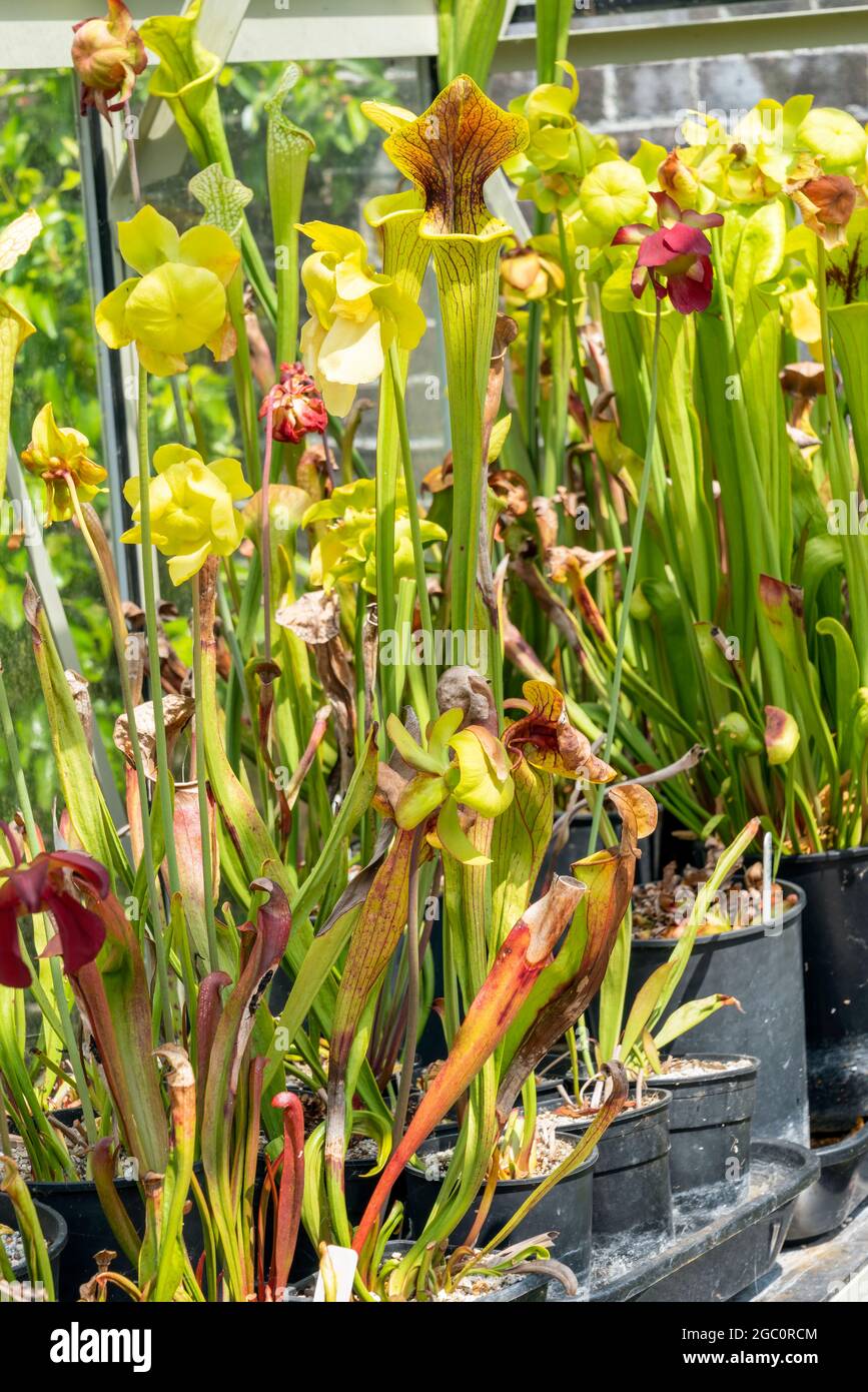 Sarracenia 'Camisole' an insect catching fly trap carnivorous plant commonly known as trumpet pitcher, stock photo image Stock Photo