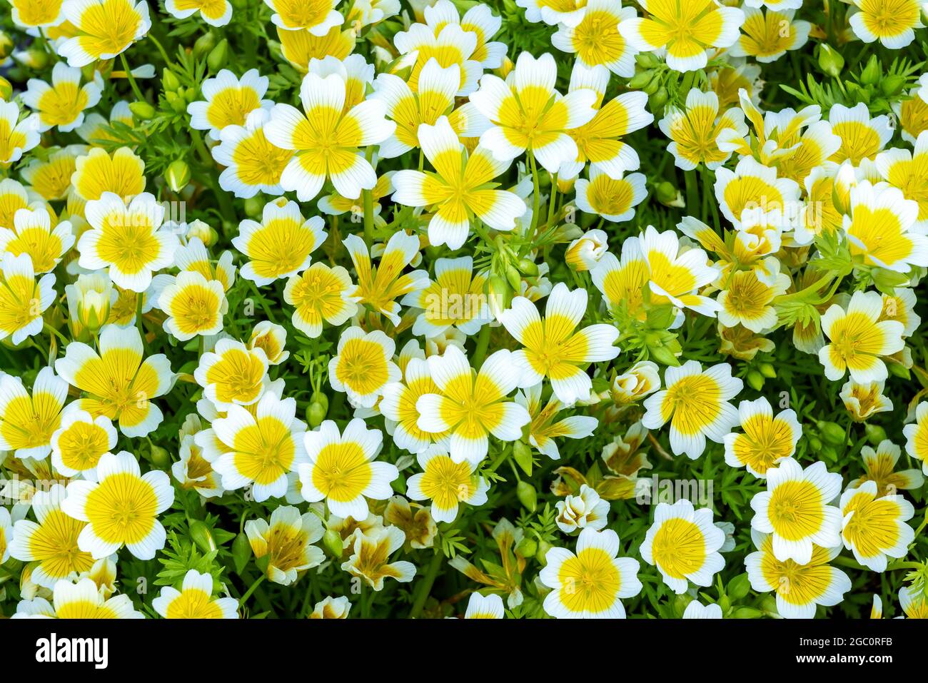 Poached egg plant, (Limnanthes douglasii)  a common annual garden flower plant growing throughout spring summer and autumn, stock photo image Stock Photo