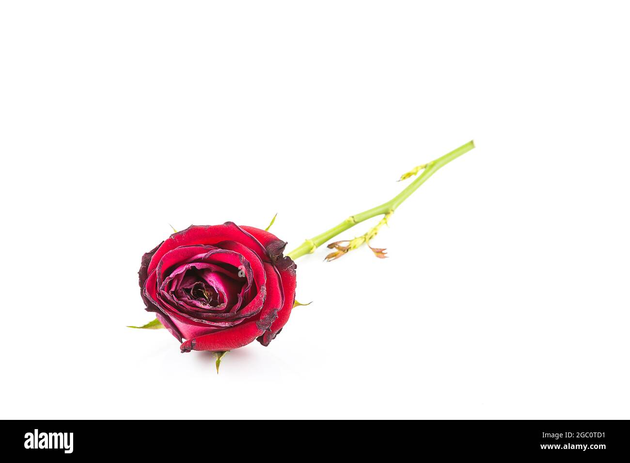 Dried rose flower isolated on white background Stock Photo - Alamy