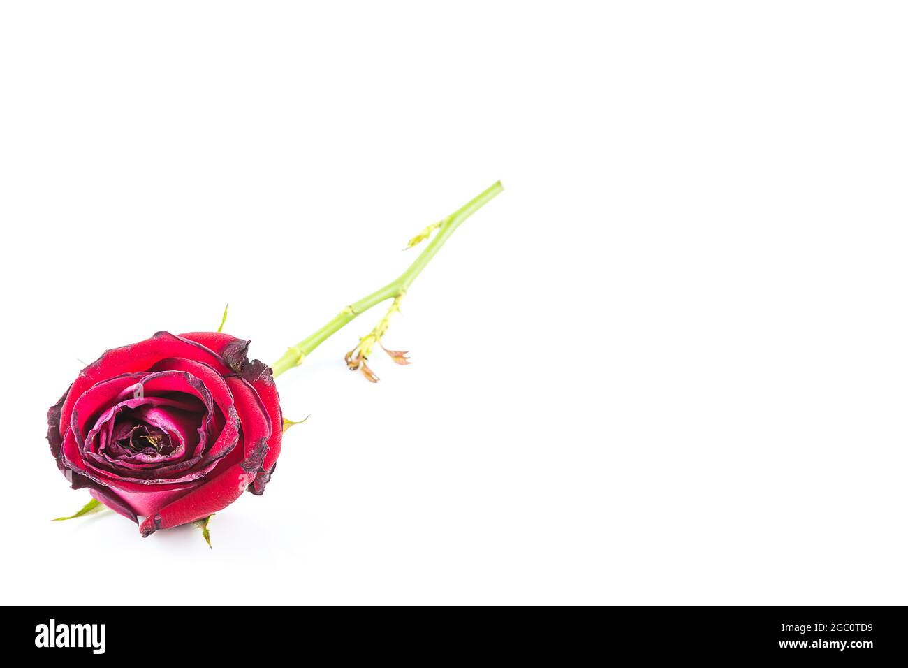 Dried rose flower isolated on white background Stock Photo - Alamy