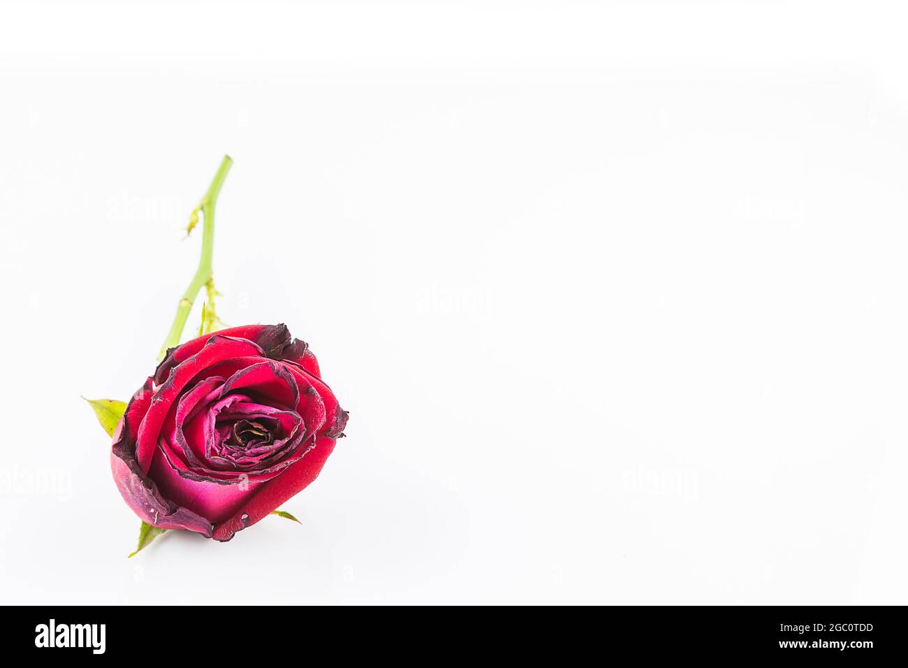 Dried rose flower isolated on white background Stock Photo - Alamy