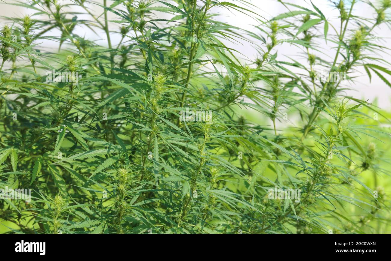 Cannabis (cannabis sativa) flowering stage in medical marijuana outdoor farm Stock Photo