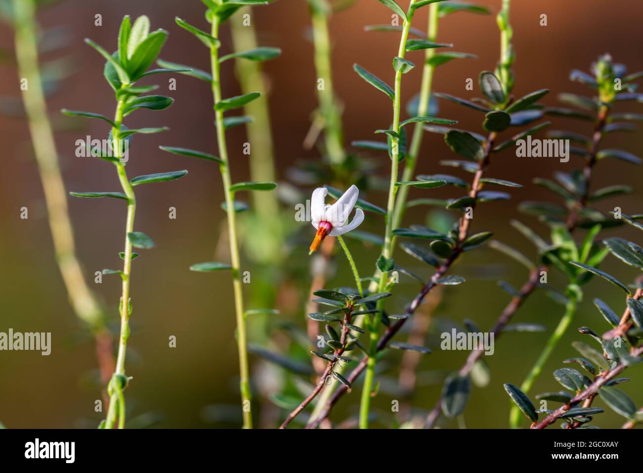 close-up of a garden flower Vaccinium macrocarpon in the garden Stock Photo
