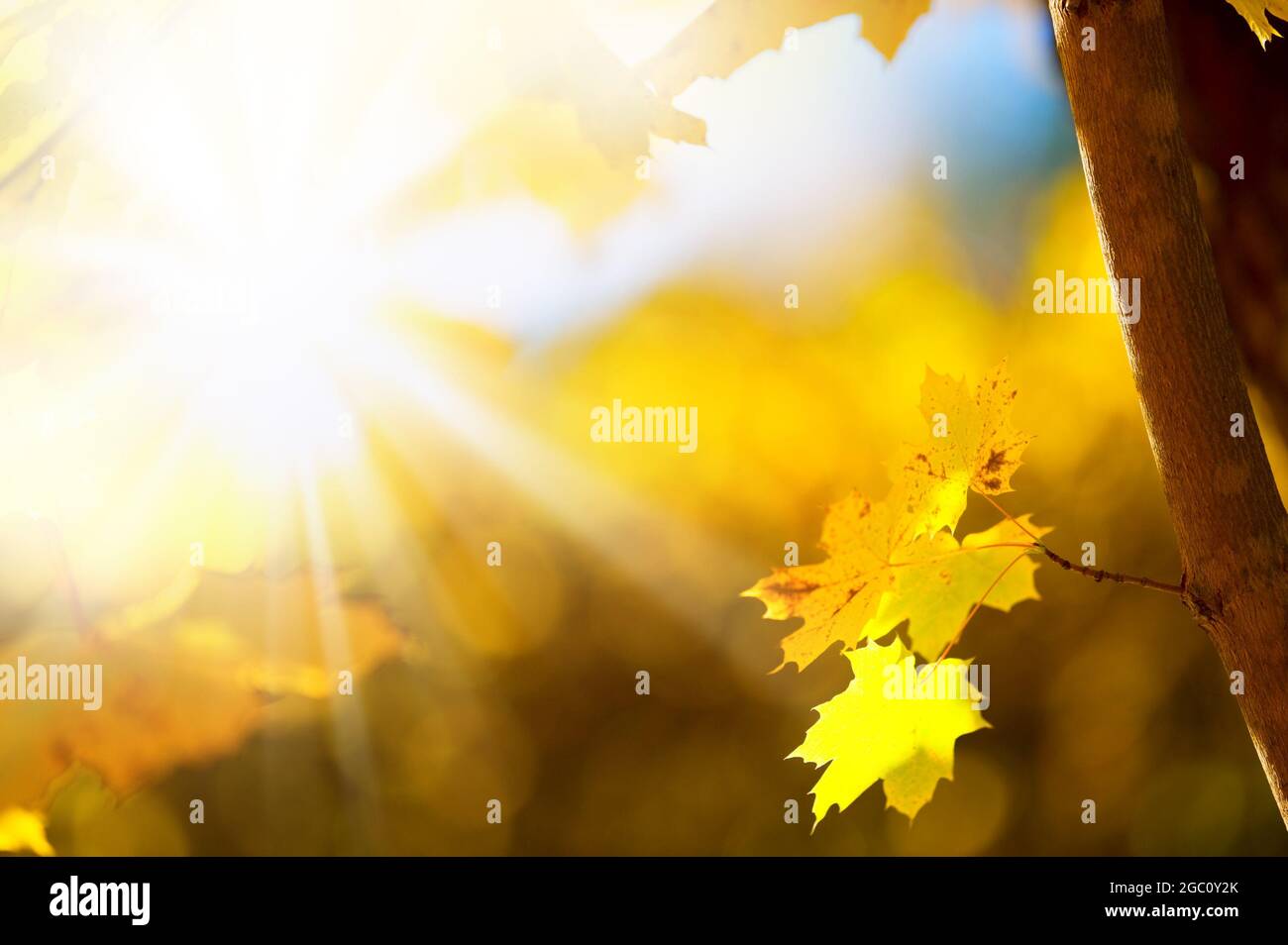 Maple leaves (Acer platanoides) in autumn colors Stock Photo - Alamy
