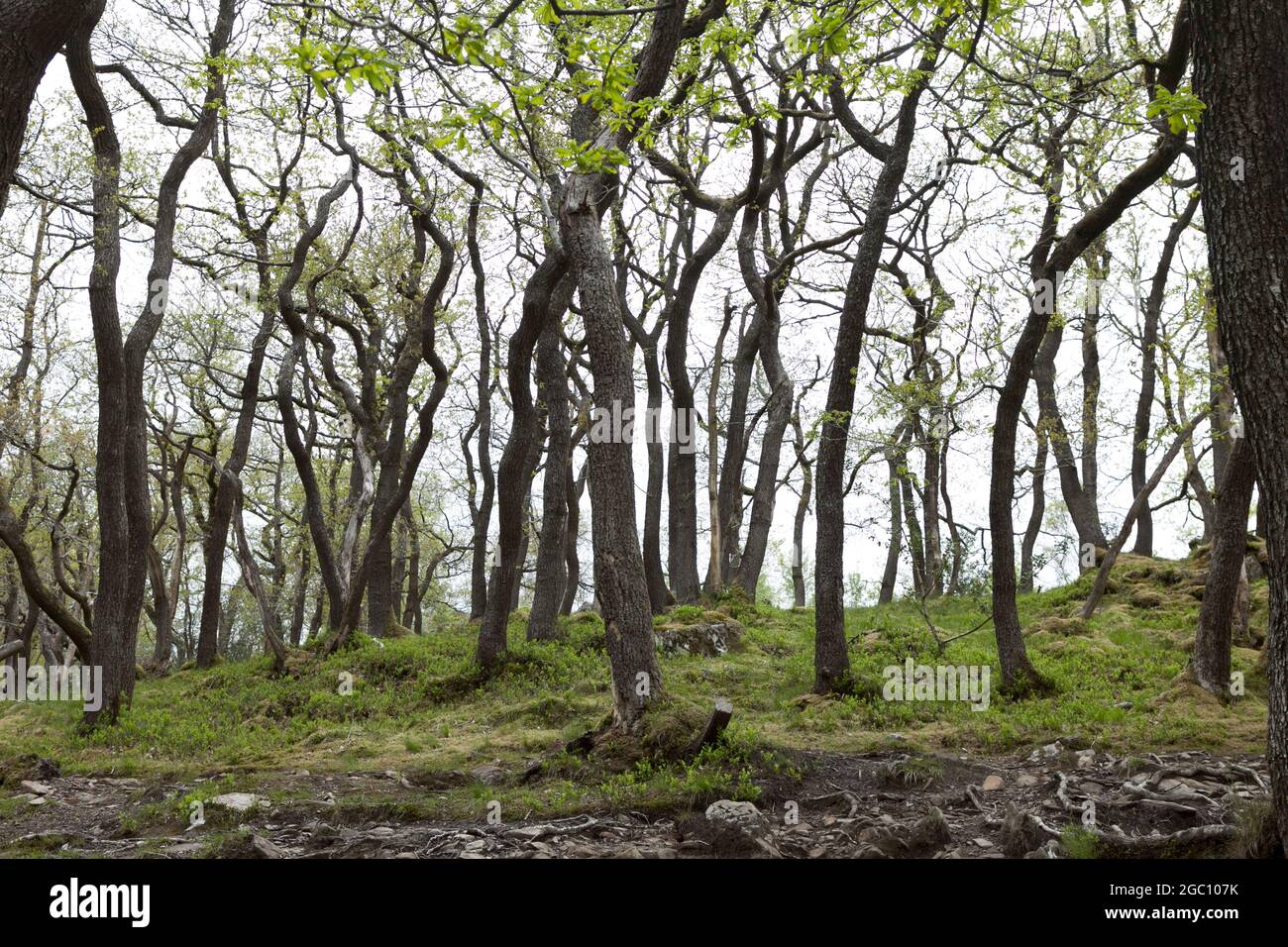 Interesting trees with thin spindle curvy trunks in the Yorkshire Dales England Stock Photo