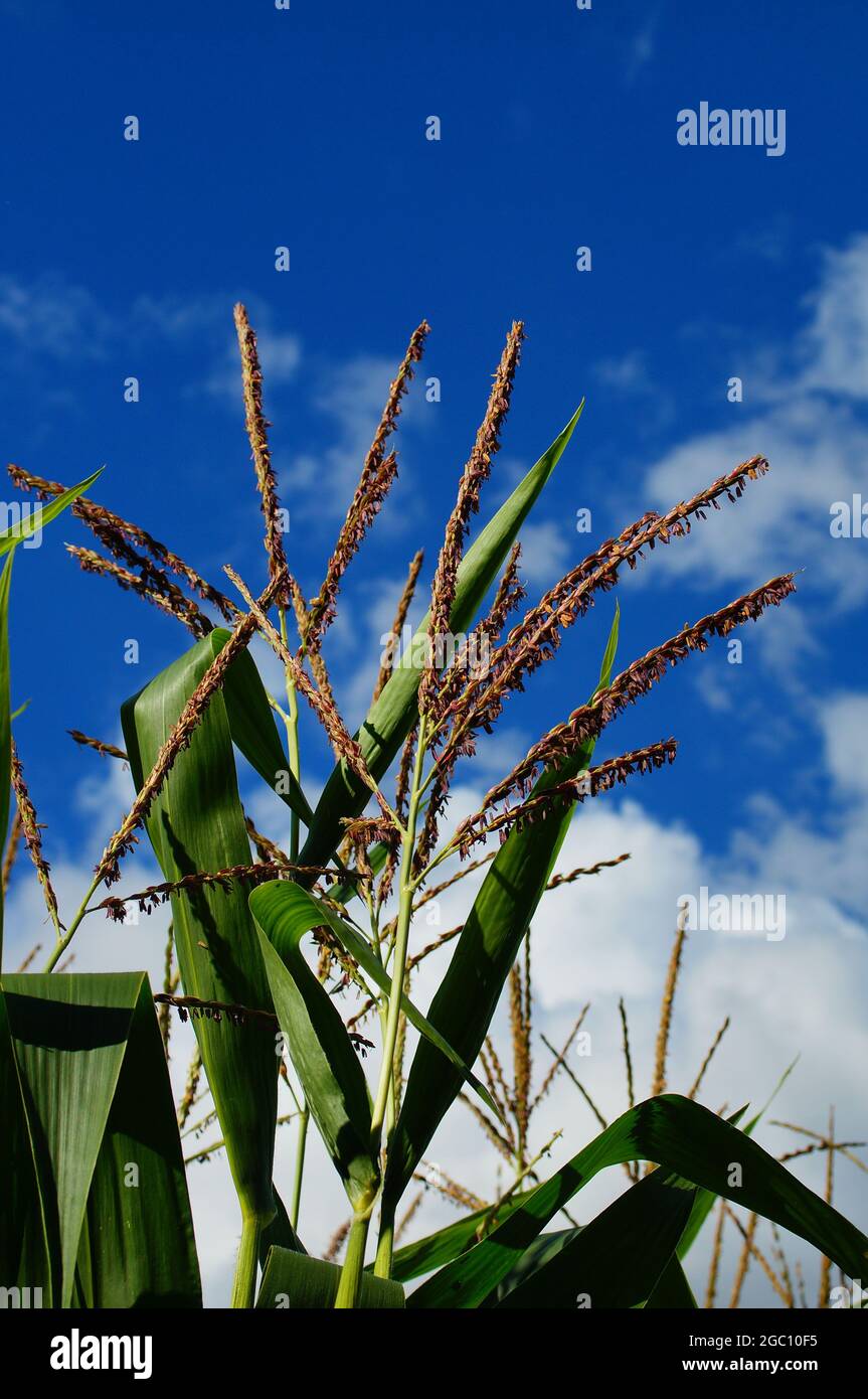 Male flowers of a maize plant Stock Photo Alamy