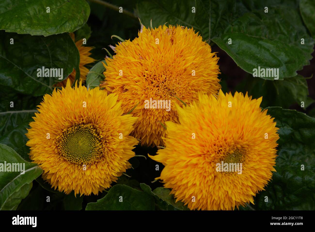 Blooms of sunflower Teddy bear. Stock Photo
