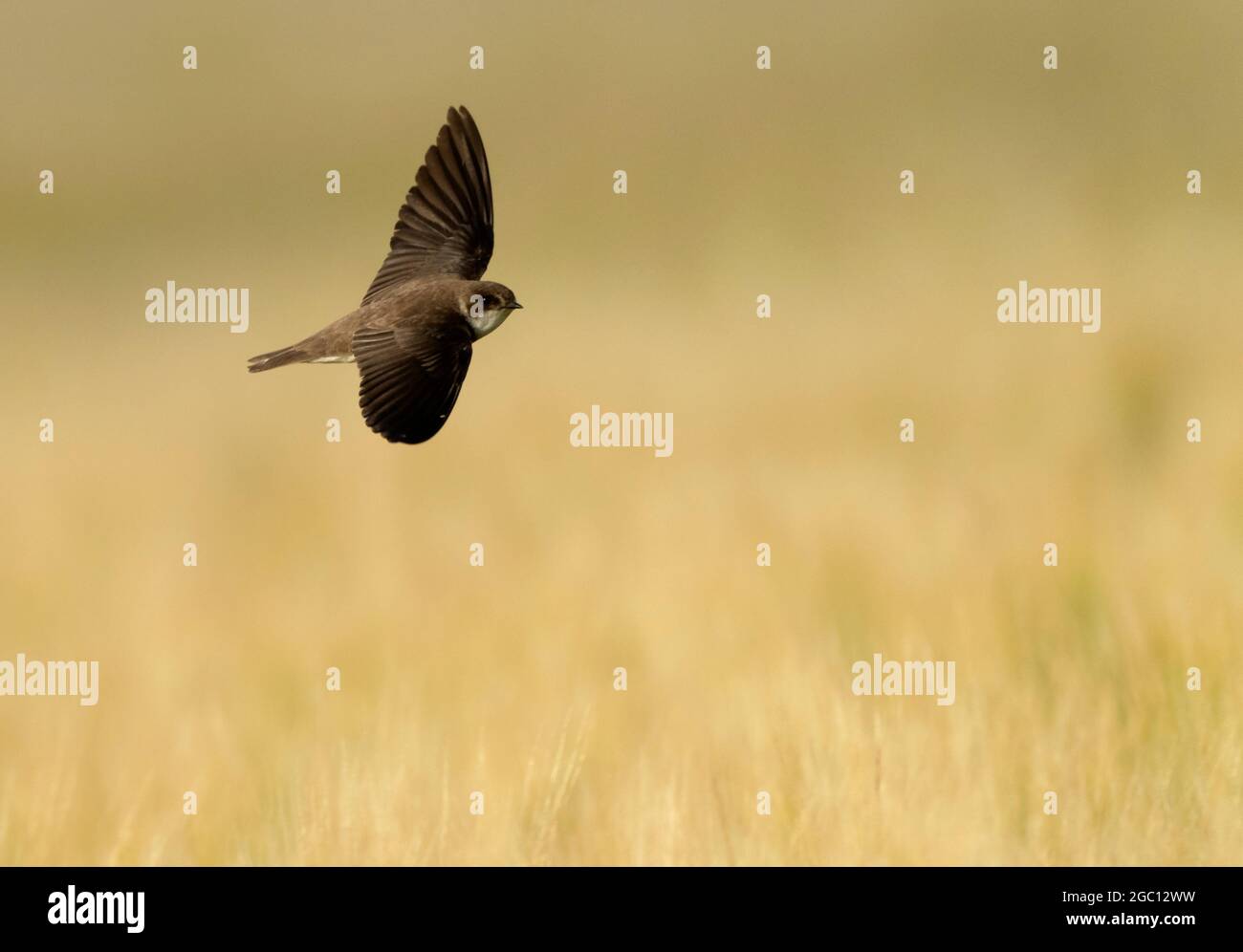 Sand Martin Bird Uk High Resolution Stock Photography and Images - Alamy