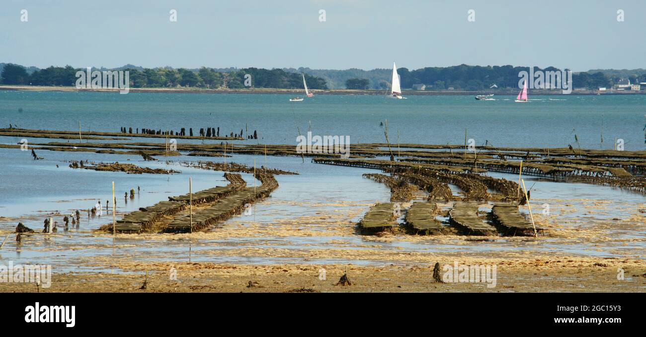 FRANCE. ISLAND OF MOINES OYSTER BREEDING Stock Photo