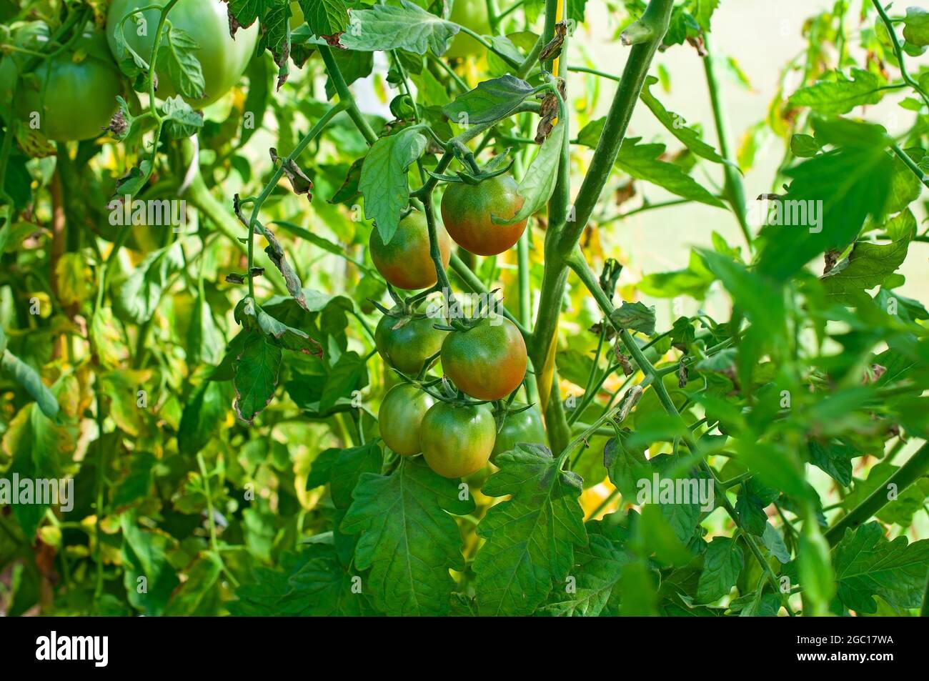 Tomatoes are growing in the garden. Growing vegetables in a greenhouse. Stock Photo
