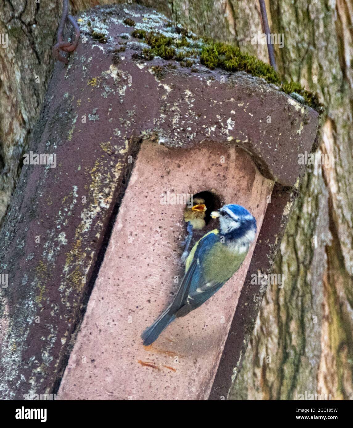 blue tit (Parus caeruleus, Cyanistes caeruleus), feeding young bird at the nest box , Germany Stock Photo