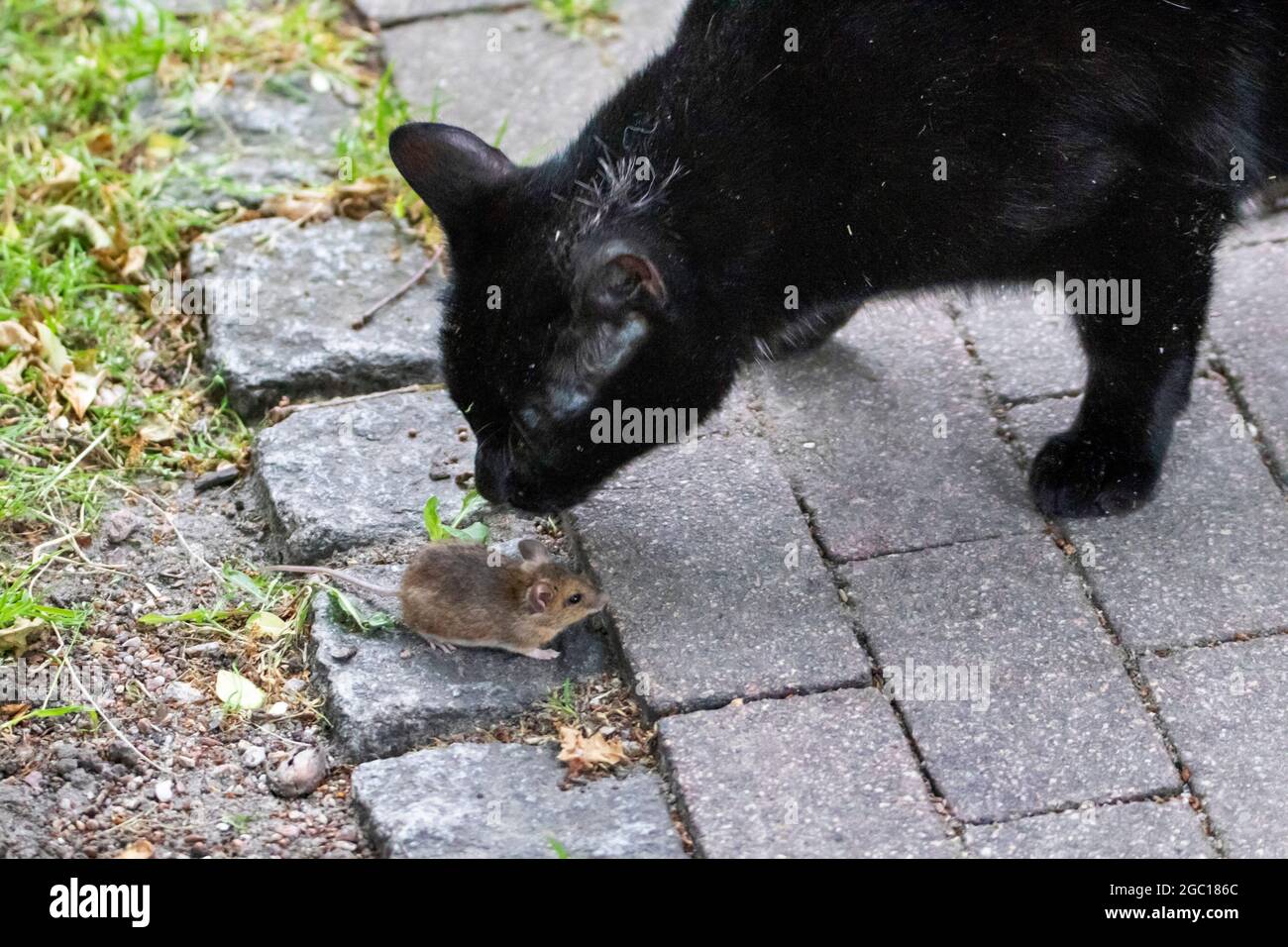 domestic cat, house cat (Felis silvestris f. catus), playing with a mouse, Germany Stock Photo
