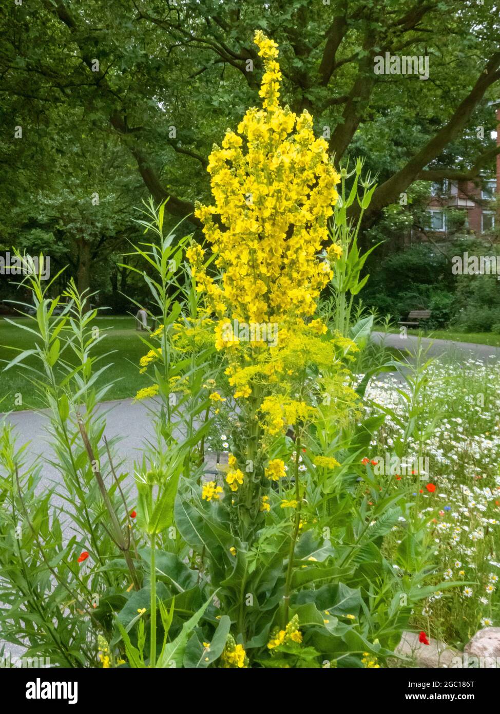 Showy mullein, Hungarian Mullein (Verbascum speciosum), blooming, Germany Stock Photo