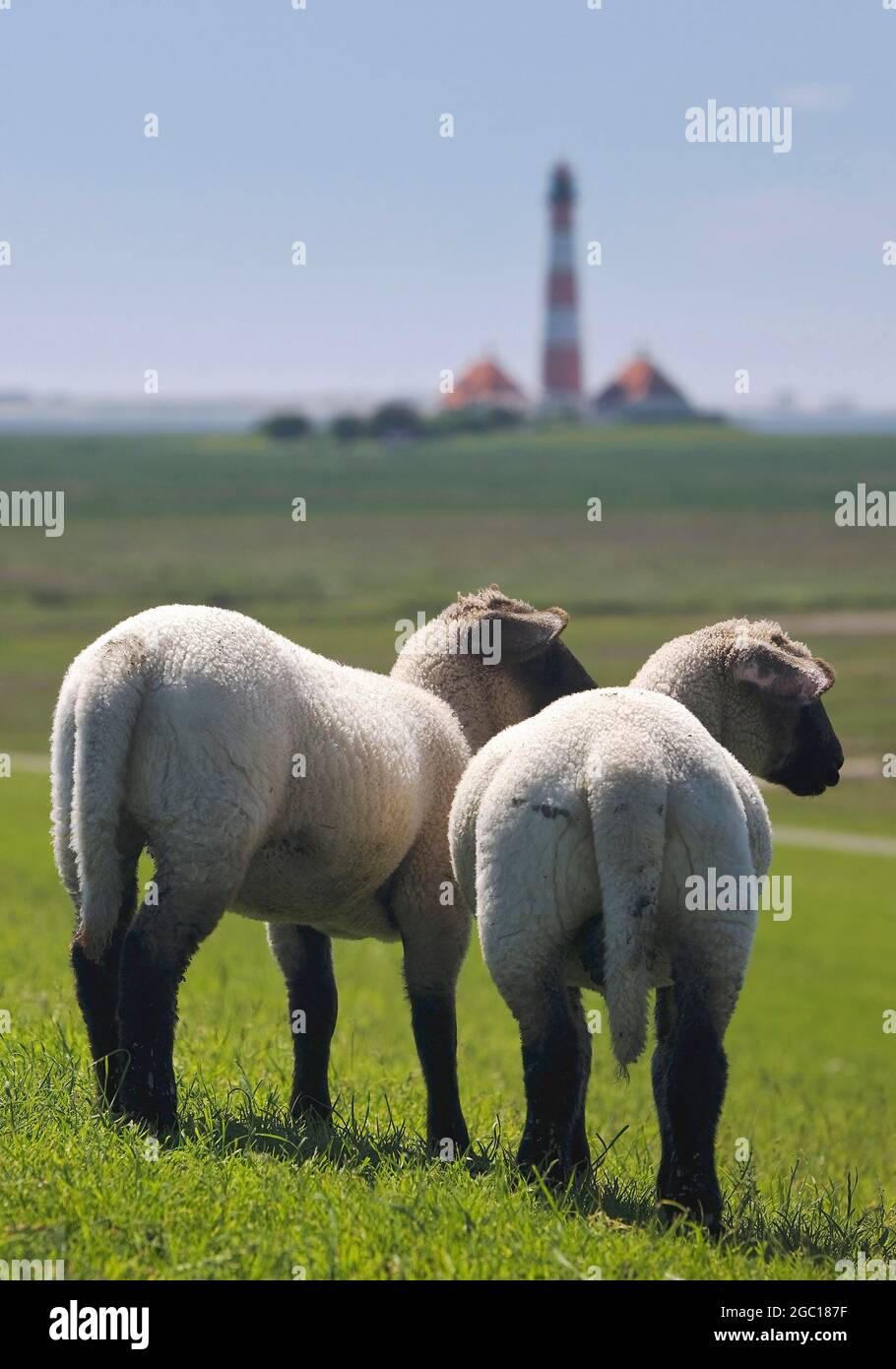 domestic sheep (Ovis ammon f. aries), two young sheep standing together, Westerheversand lighthouse in the background, Germany, Schleswig-Holstein, Stock Photo