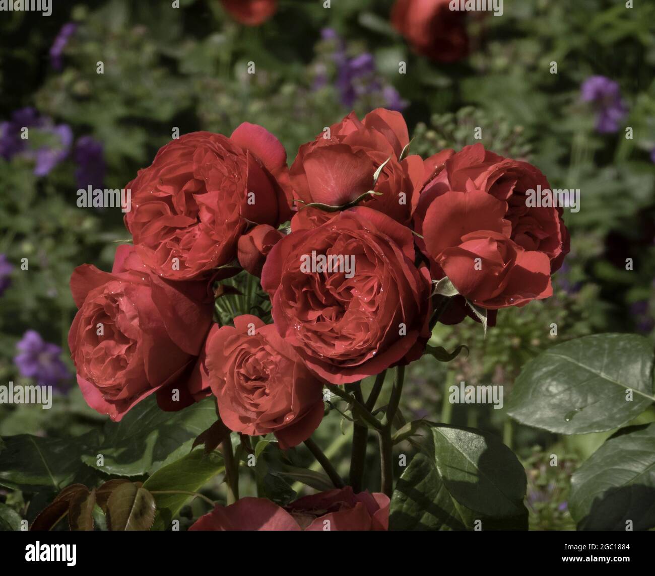 ornamental rose (Rosa spec.), red roses in the garden Stock Photo