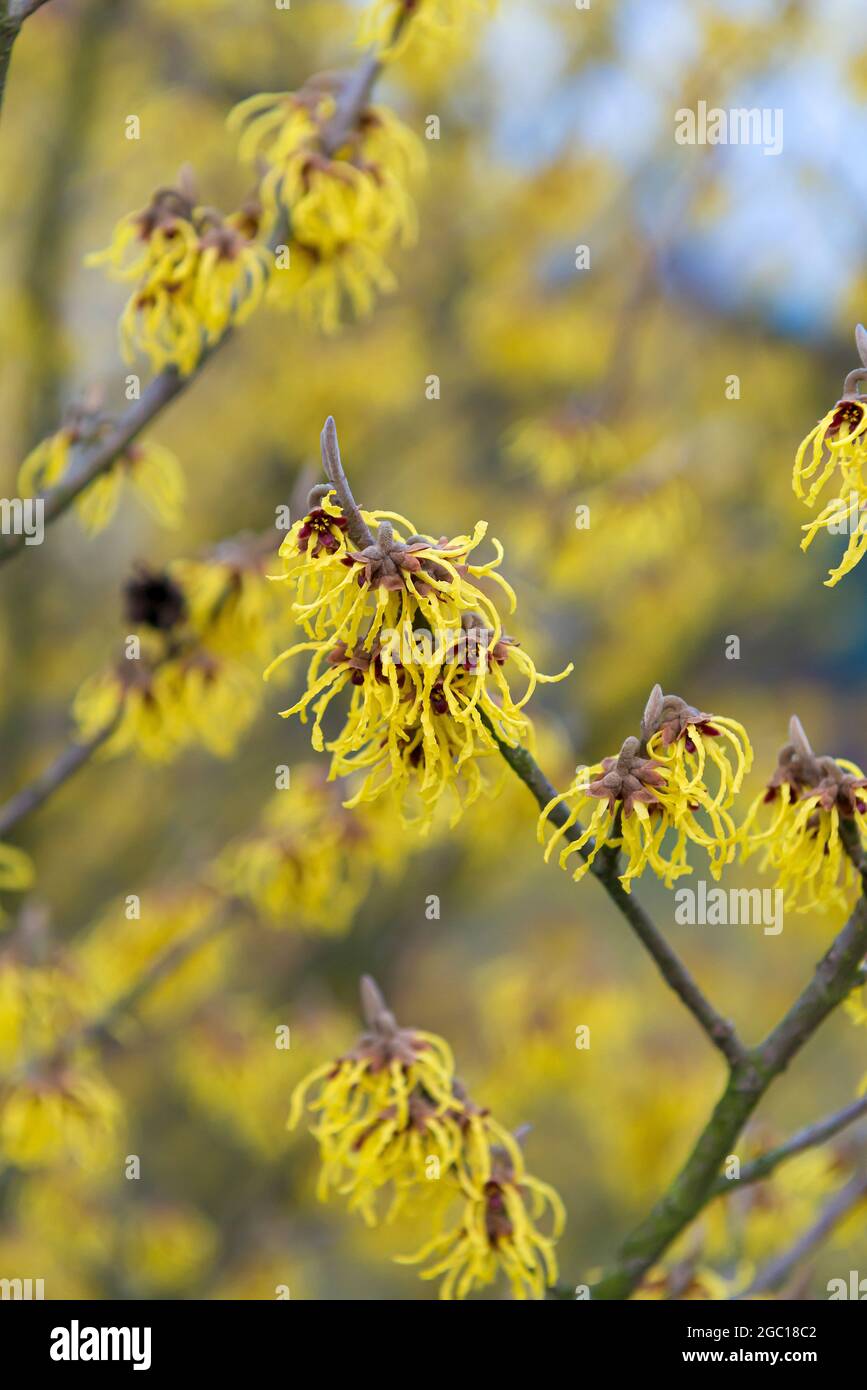 Witch Hazel Hamamelis Intermedia Arnold Promise Hamamelis X Witch Hazel Hamamelis Intermedia Arnold Promise Hamamelis X