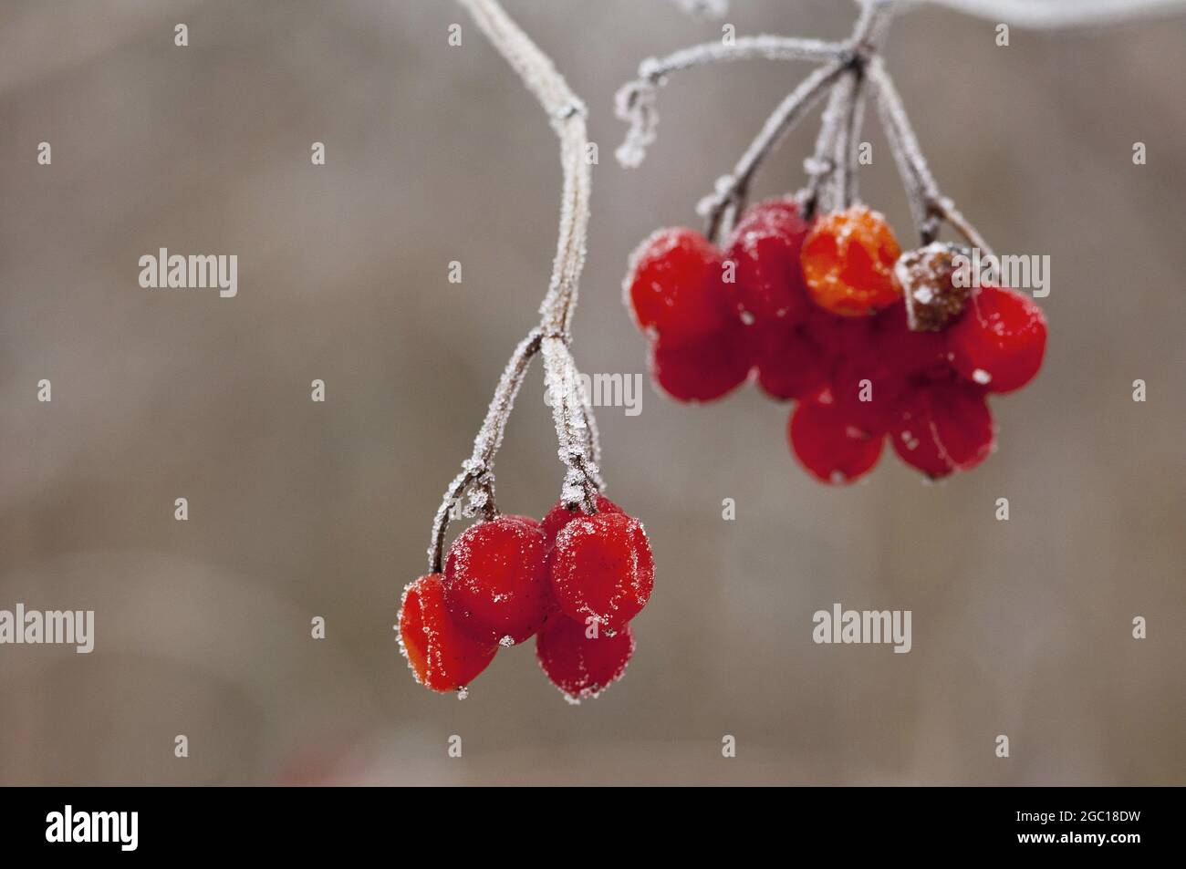 guelder-rose viburnum (Viburnum opulus), berries in winter, dez Stock Photo