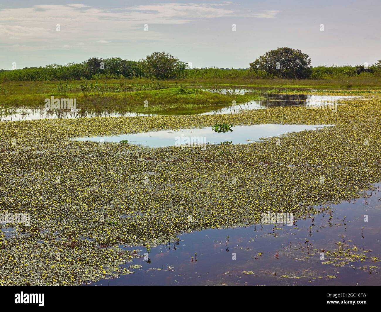 blooming floating buttercups at a flooded area in the northwest of Venezuela, Venezuela, Barinas, Rio Apure Stock Photo