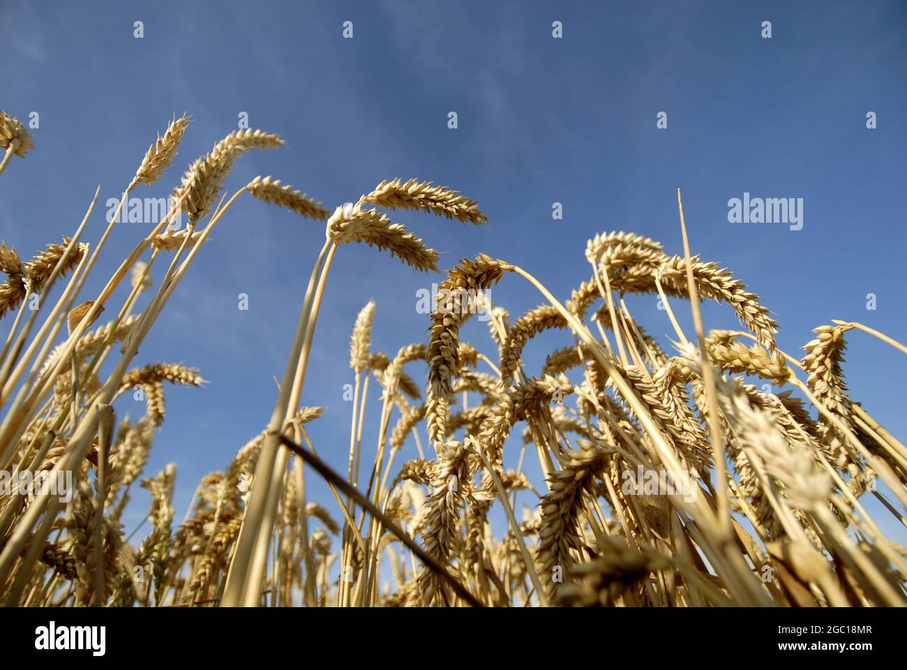 bread wheat, cultivated wheat (Triticum aestivum), worm-eye view, against blue sky, Germany Stock Photo