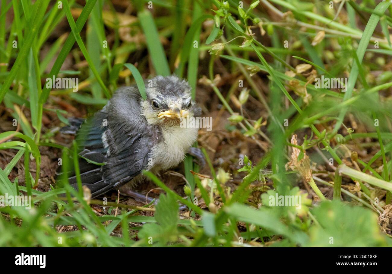 blue tit (Parus caeruleus, Cyanistes caeruleus), baby bird perching on grass , Germany Stock Photo