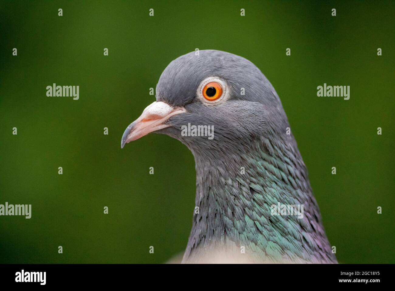 domestic pigeon, feral pigeon (Columba livia f. domestica), portrait, Germany Stock Photo