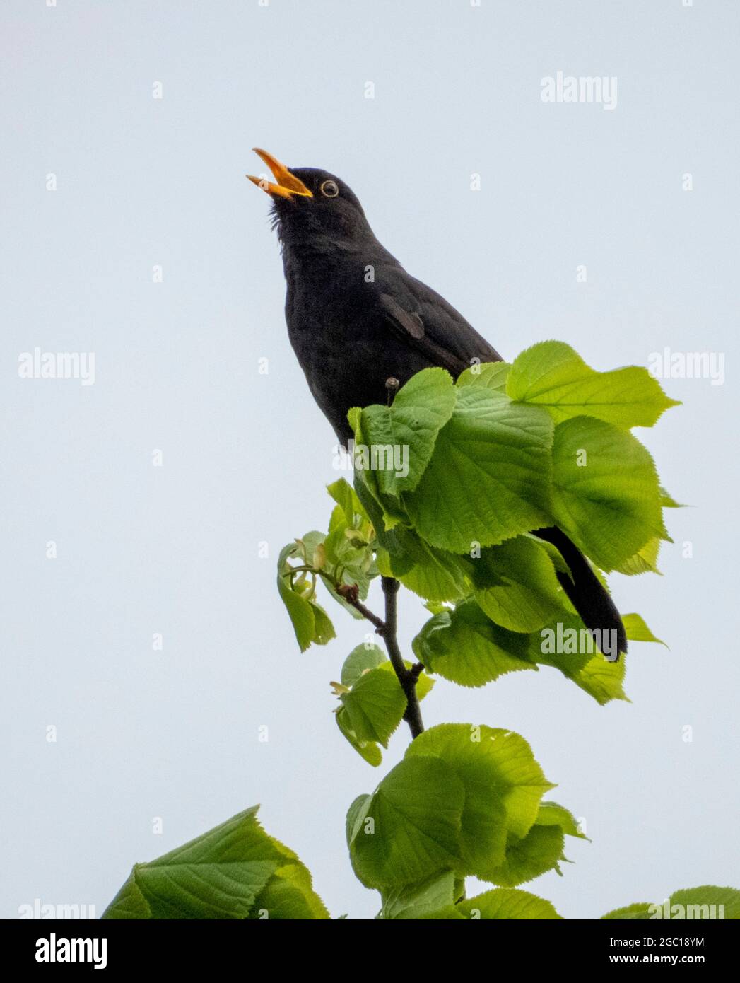 blackbird (Turdus merula), male blackbird singing on a lime twig, Germany Stock Photo