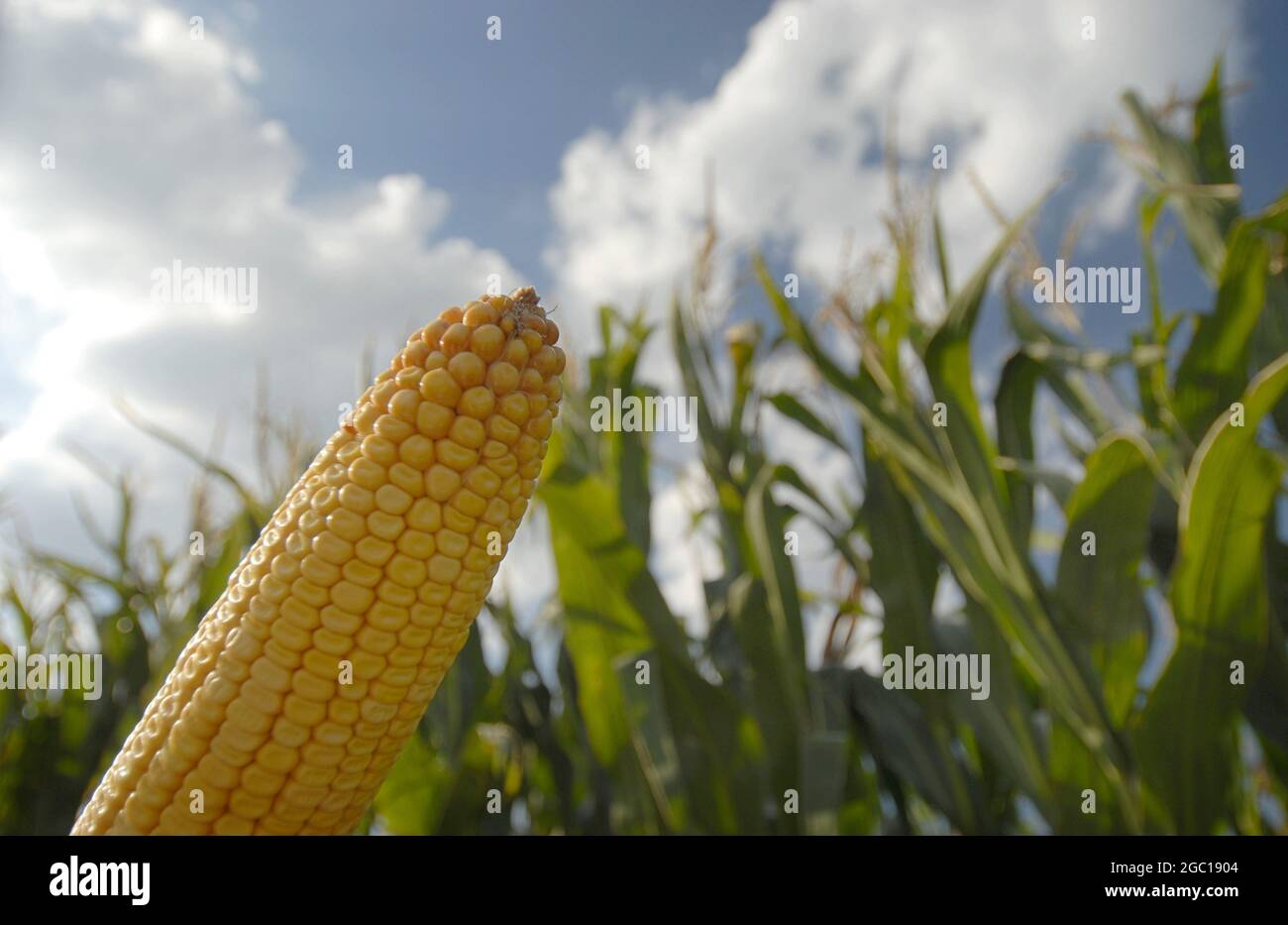 Indian corn, maize (Zea mays), maize-field in worm-eye view, maize-cob in the foreground, Germany Stock Photo