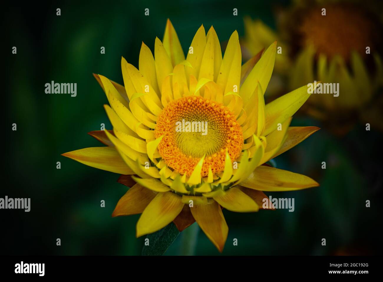 Macro shot of beautiful yellow flower Stock Photo