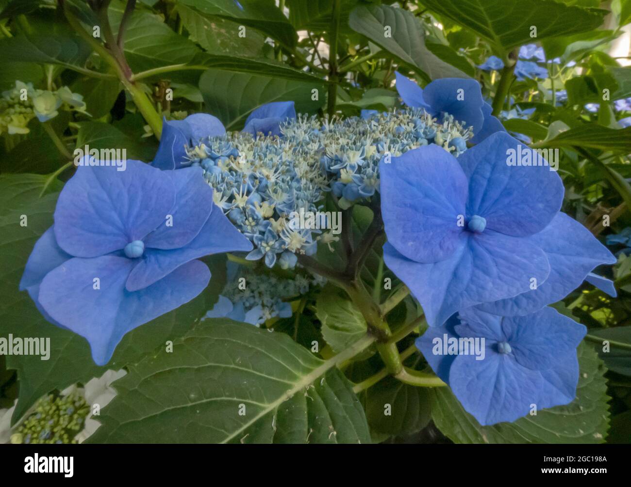 Garden hydrangea, Lace cap hydrangea (Hydrangea macrophylla), blue hydrangea flowers, Germany Stock Photo
