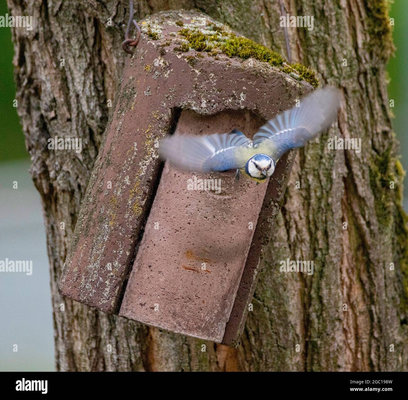 blue tit (Parus caeruleus, Cyanistes caeruleus), flying out of a nesting box, Germany Stock Photo