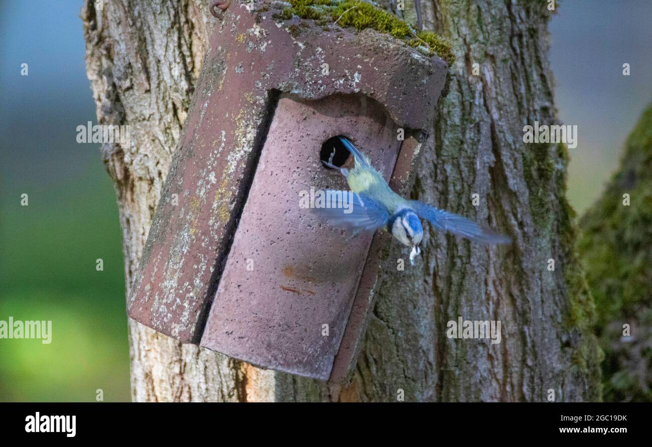 blue tit (Parus caeruleus, Cyanistes caeruleus), flying out of a nest box with bird droppings in its beak , Germany Stock Photo