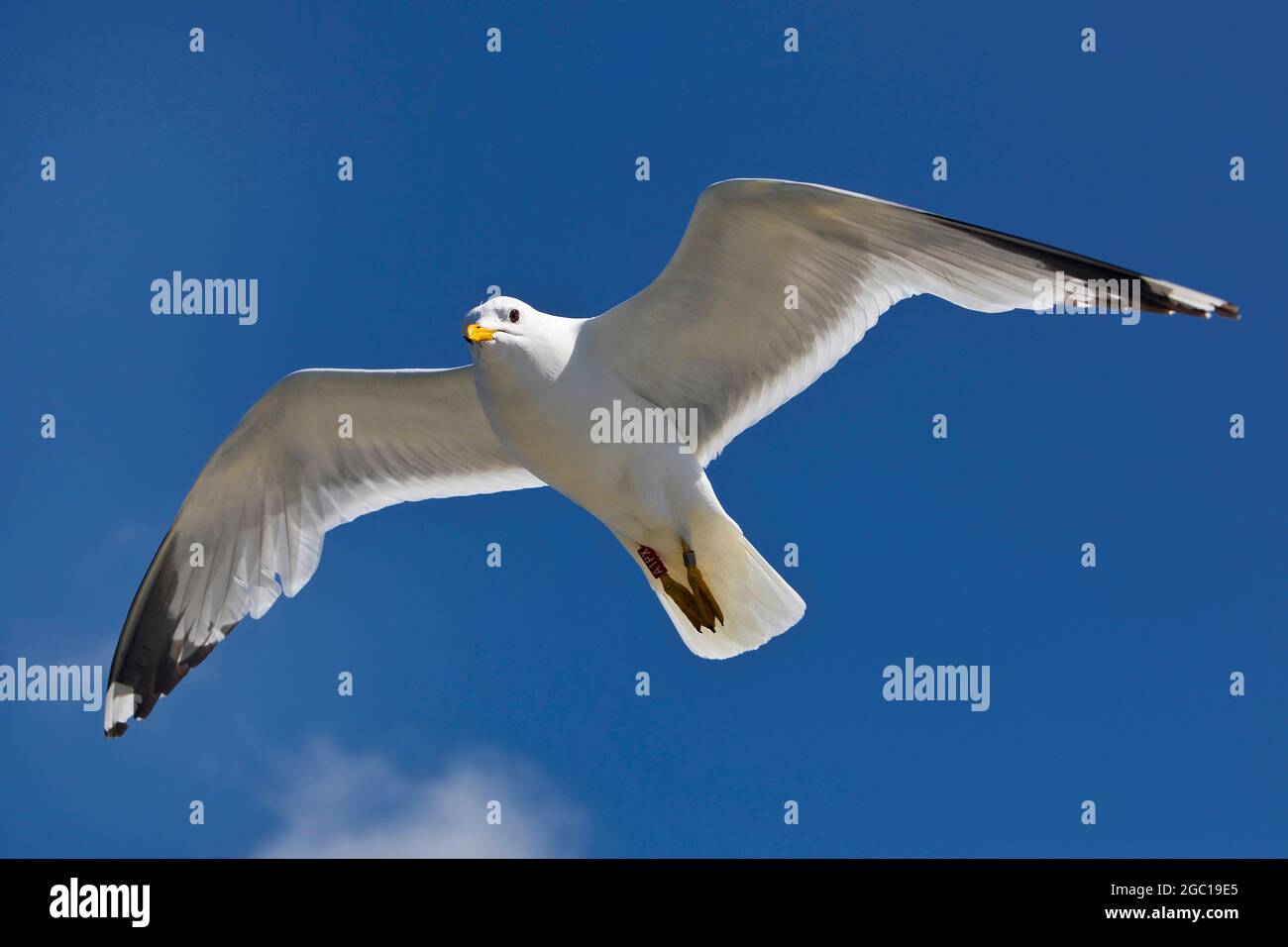 mew gull (Larus canus), in flight in the blue sky, with recognizable black wingtips, Germany, Schleswig-Holstein Stock Photo
