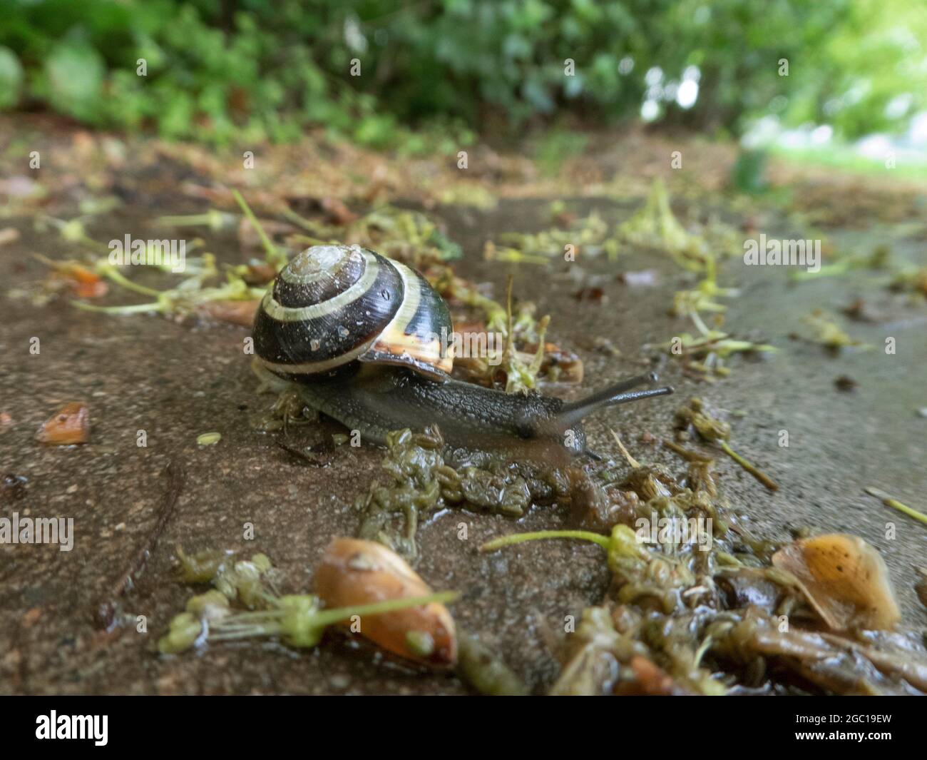 brown-lipped snail, grove snail, grovesnail, English garden snail, larger banded snail, banded wood snail (Cepaea nemoralis), crawling over a path, Stock Photo