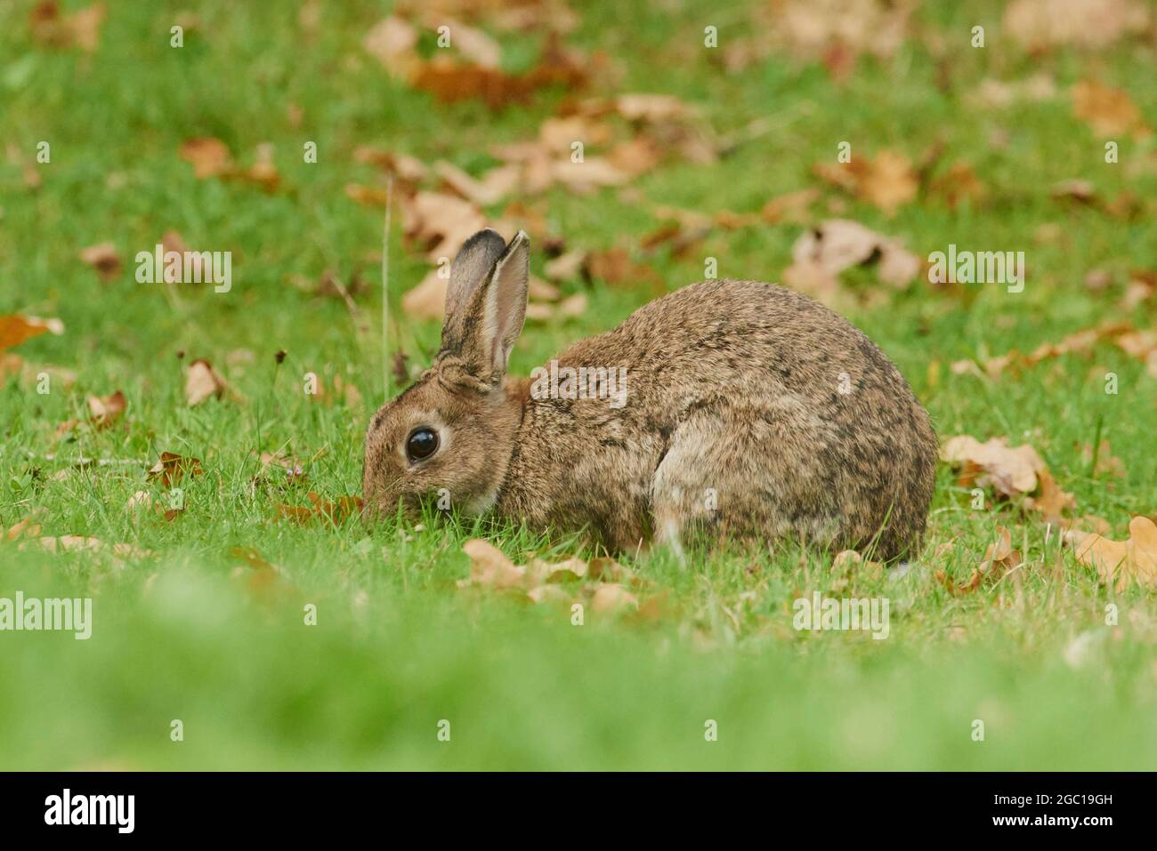 European rabbit (Oryctolagus cuniculus), in a meadow with fallen leaves, Germany, Bavaria Stock Photo