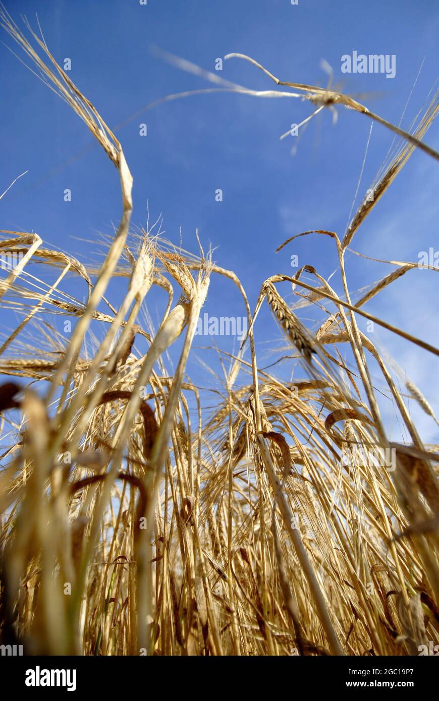common barley, six-rowed barley (Hordeum vulgare), worm-eye view, against blue sky, Germany Stock Photo