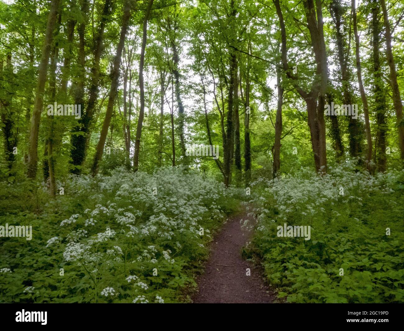 spirng forest in morning light, Germany, Lower Saxony, East Frisia, Norden Stock Photo
