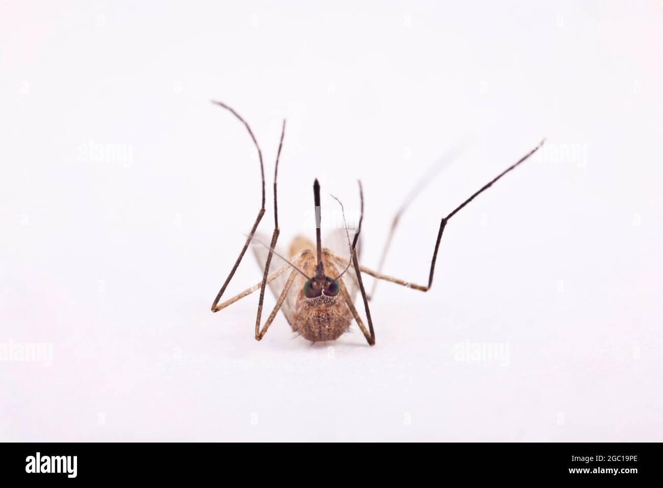 mosquitoes, gnats (Culicidae), killed mosquito lying in supine position