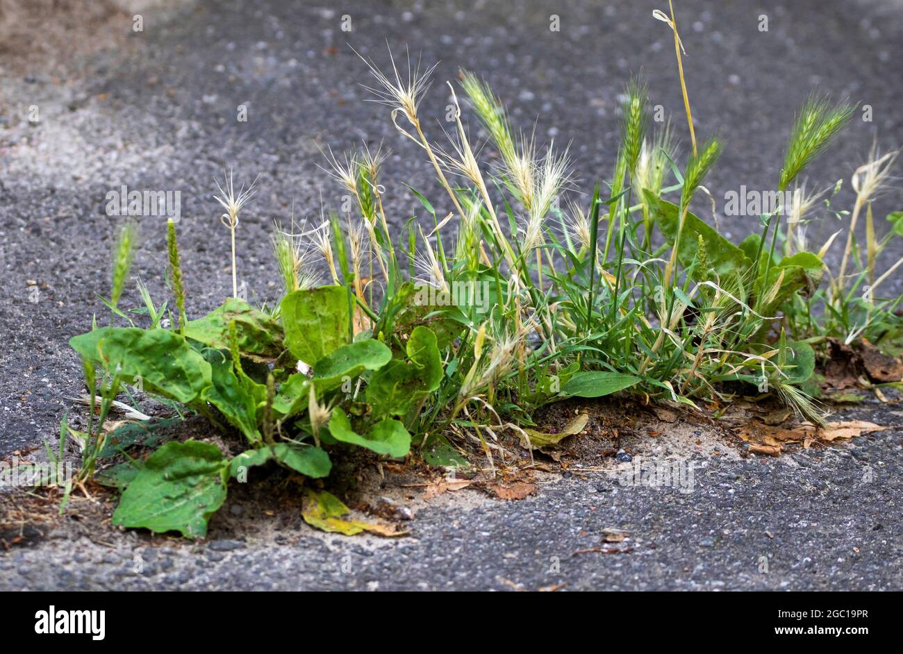 mouse barley (Hordeum murinum), plants in a crevice, mouse barley and broadleaf plantain, Plantago major, Germany Stock Photo