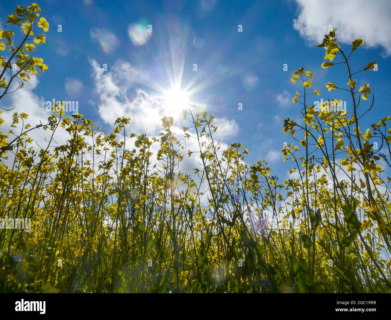 rape, turnip (Brassica napus), bright sun over blooming rape field, Germany, Lower Saxony Stock Photo