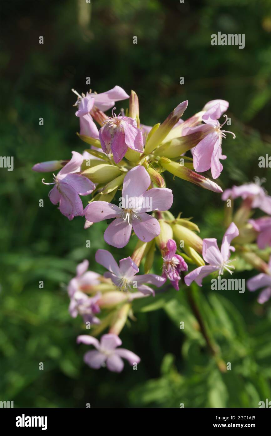 Common Soapwort latin name Saponaria officinalis blooming in the summer Stock Photo