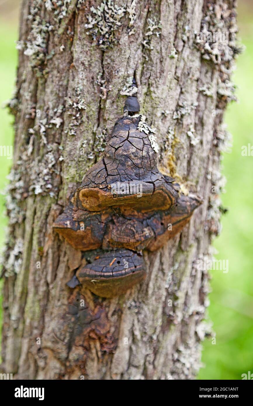 fungal attack on a pine tree Stock Photo Alamy