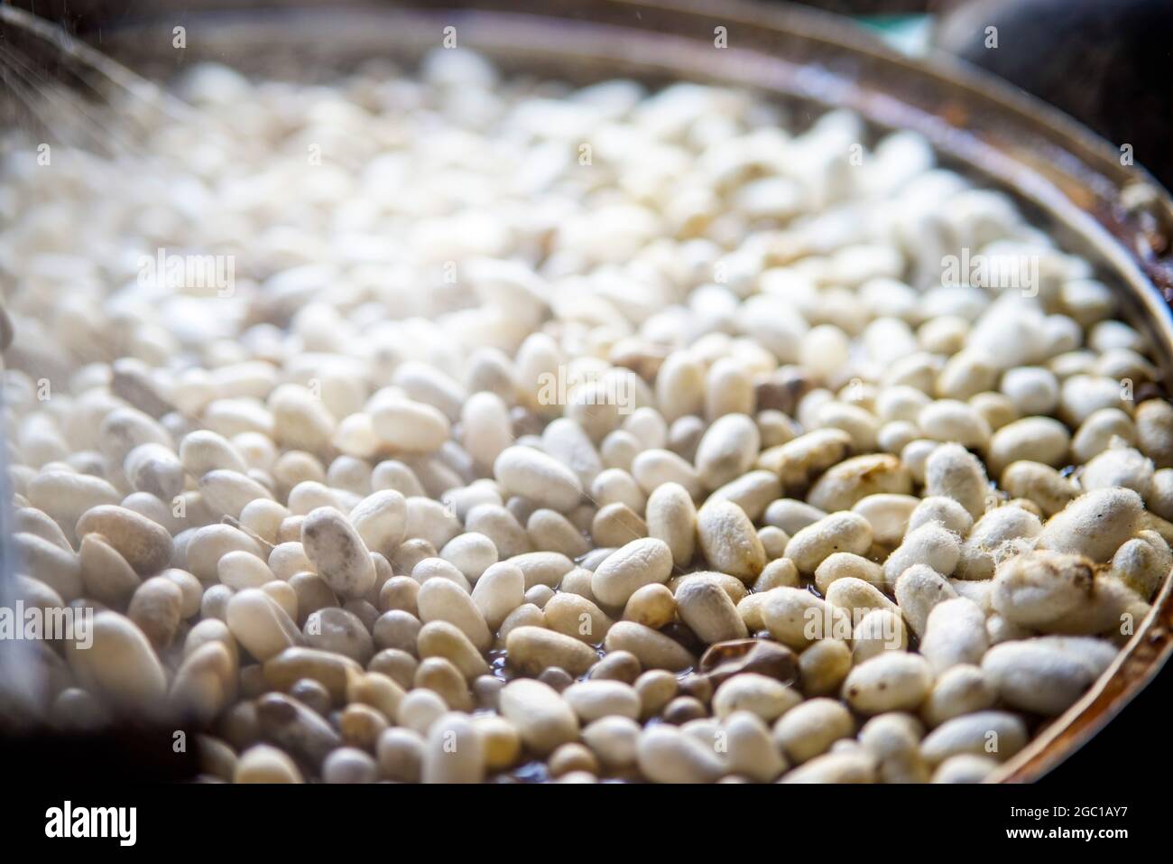 Silk worm in factory in Nghe An provinve northern Vietnam Stock Photo