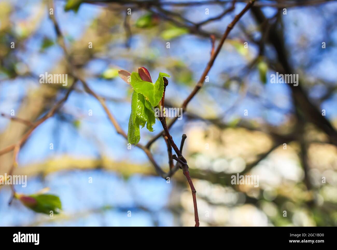 Green branches of the spring tree against the blue sky background Stock ...