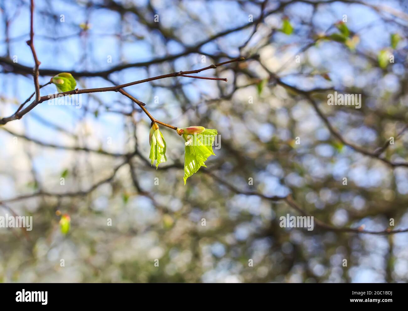 Green branches of the spring tree against the blue sky background Stock ...