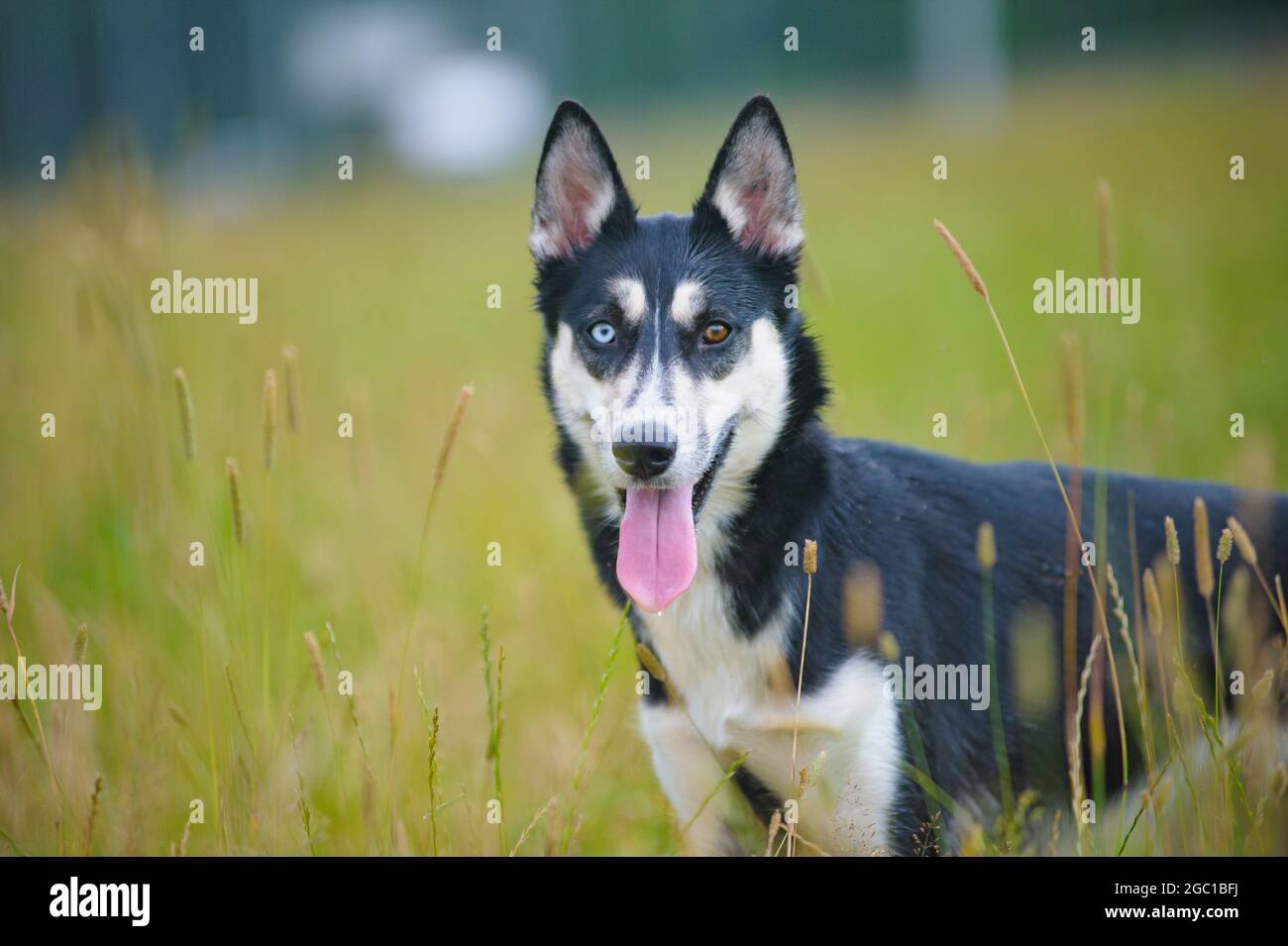 Cute young husky dog with different coloured eyes in a summer field Stock Photo