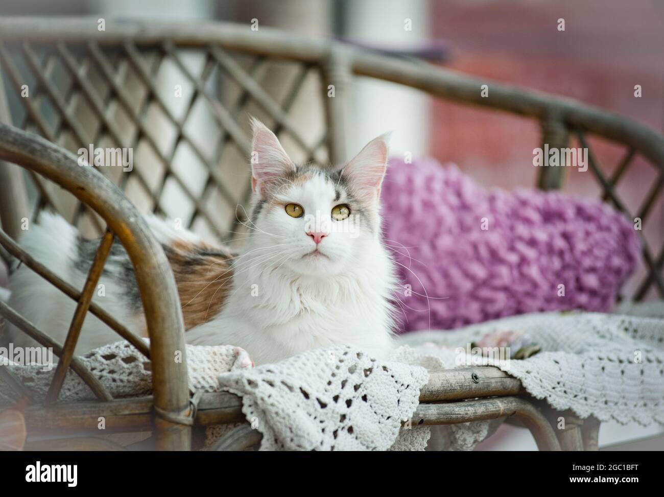 Cute maine coon cat laying in a cozy chair with daylight Stock Photo