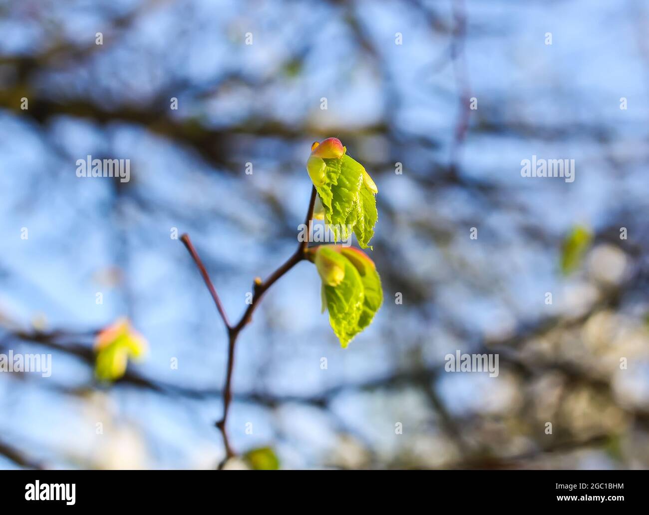 Green branches of the spring tree against the blue sky background Stock ...