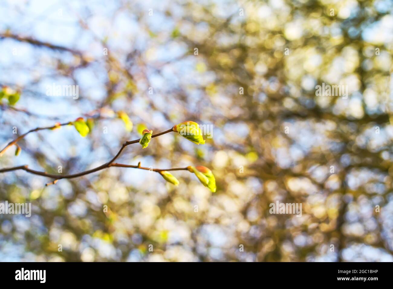 Green branches of the spring tree against the blue sky background Stock ...